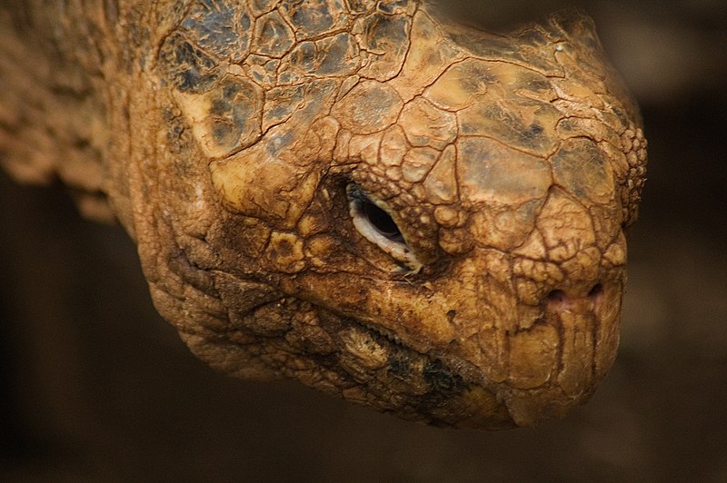 File:Galápagos tortoise (4228261221).jpg