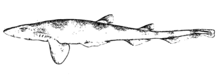 Antilles catshark species of fish