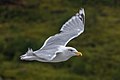 * Nomination European herring gull (Larus argentatus), Svolvær, Lofoten, Norway --Poco a poco 13:11, 5 March 2020 (UTC) * Promotion  Support Nice. --T.Bednarz 22:22, 9 March 2020 (UTC)