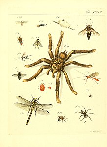 Genera insectorum Linnaei et Fabricii iconibus illustrata (Tab. XXXV) (6052655625).jpg