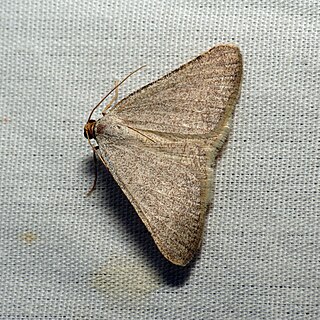 <i>Taeniogramma tenebrosata</i> Species of moth