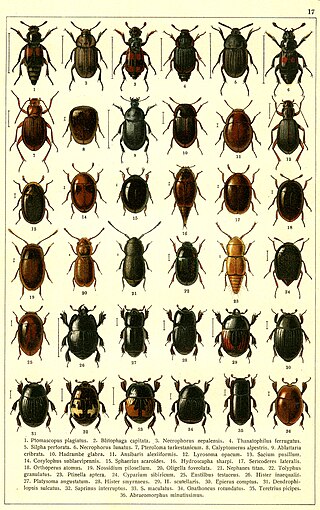 <i>Corylophus sublaevipennis</i> Species of beetle
