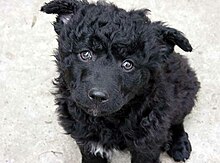 Croatian Sheepdog puppy Gera7tz.jpg