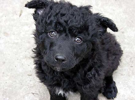 Croatian Sheepdog puppy
