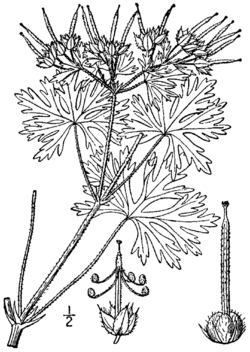 Geranium carolinianum BB-1913-01.png
