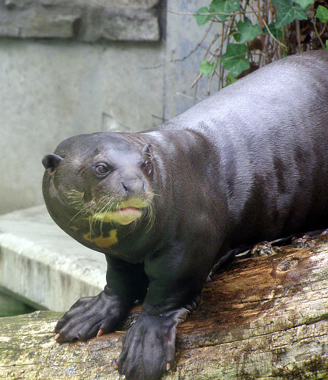The Giant Otter facts