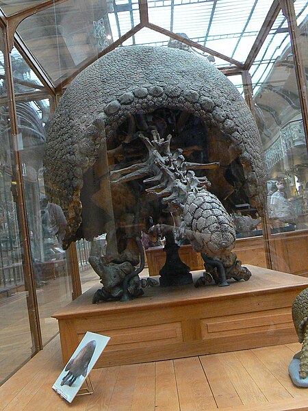 File:Glyptodon asper from behind.JPG