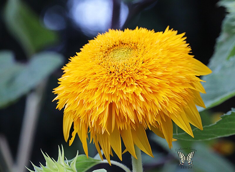 File:Golden Cheer Sunflower (29764695818).jpg