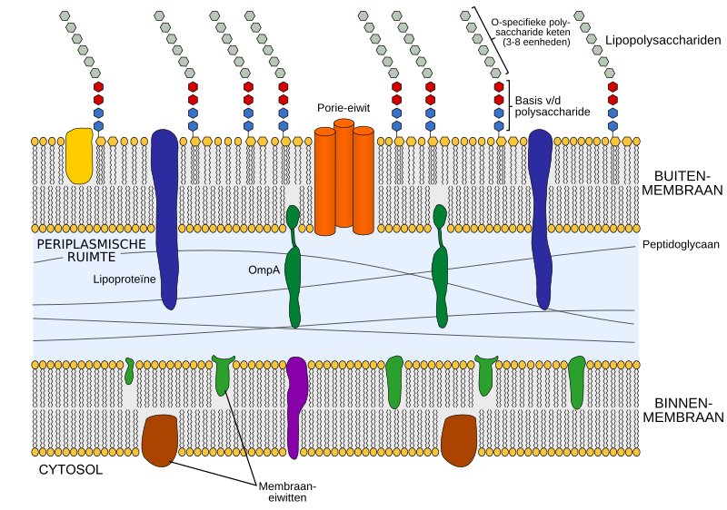 File:Gram negative cell wall-nl.svg