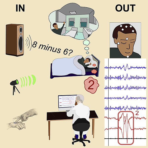 Graphical abstract of "Real-time dialogue between experimenters and dreamers during REM sleep"