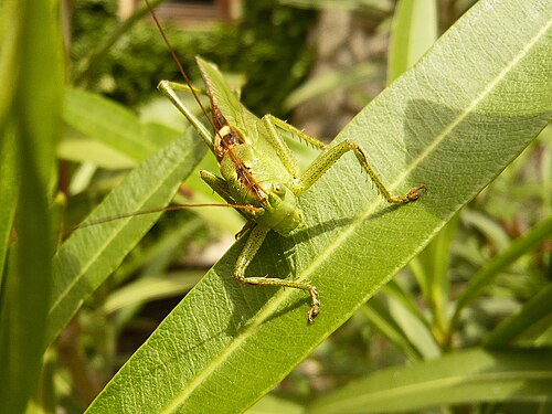 Grasshopper on a oleander leaf