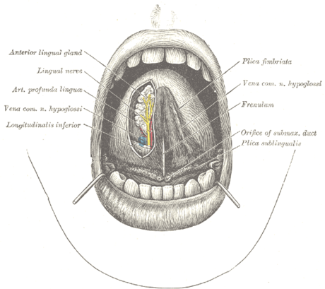 Frenulum