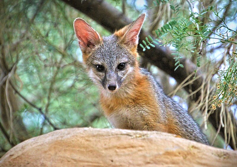 File:Gray fox kit (48367186726).jpg