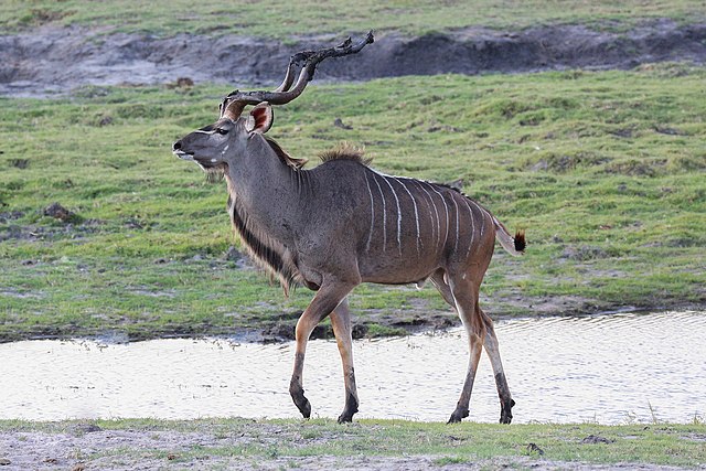 Image: Greater kudu in Chobe National Park 02