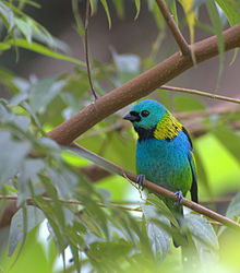 Зеленый- head tanager.jpg 