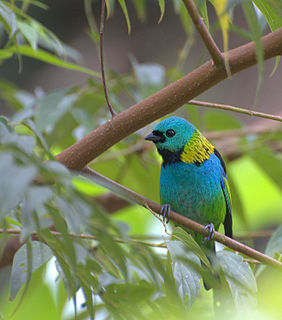 Green-headed tanager Species of bird