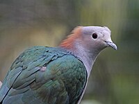 Pigeon, Green Imperial Ducula aenea