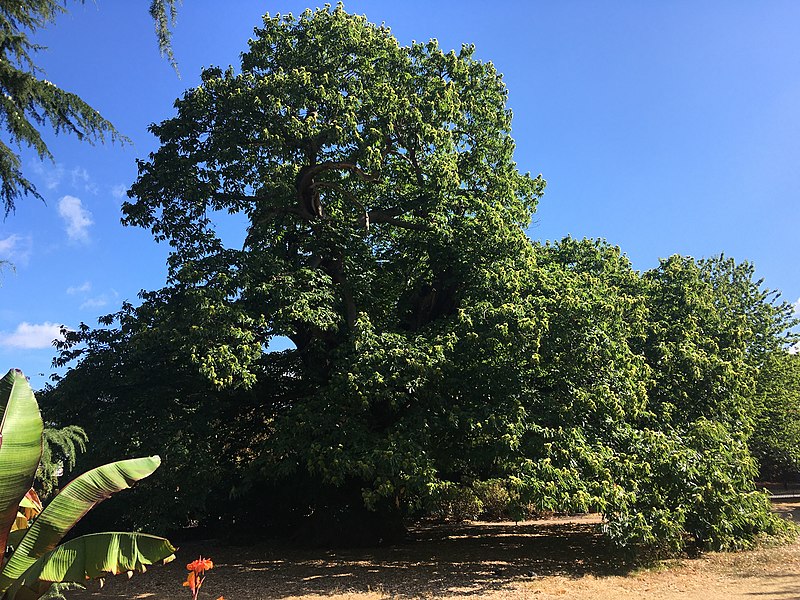 File:Greenwich Park Sweet Chestnut (1).jpg