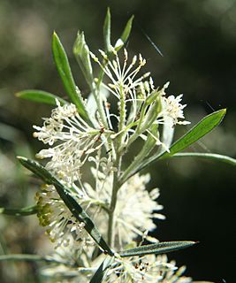 <i>Grevillea triloba</i> species of plant