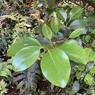 <i>Griselinia littoralis</i> Species of tree