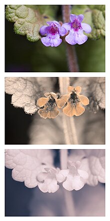 Flower's appearance in visible, UVA, and NIR spectrums. The UV nectar guides may help attract bees. Ground Ivy (Glechoma hederacea) Spectral comparison Vis UV IR.jpg