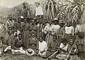 Image 18Kanaka workers in a sugar cane plantation, late 19th century. (from Queensland)
