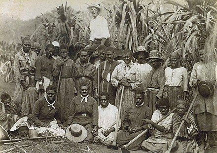 Kanaka workers in a sugar cane plantation, late 19th century.