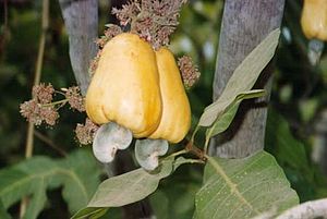 Cashew (Anacardium occidentale), "cashew nut" and "cashew apple"