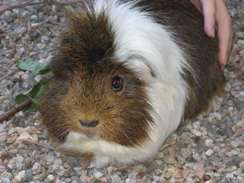 File:Guinea pig.jpg