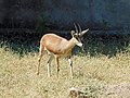 Chinkara or Indian gazelle (Gazella bennettii)