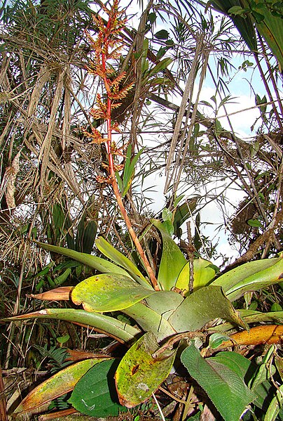 File:Guzmania undulatobracteata (14101974839).jpg