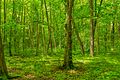 Im Nationalpark Hainich in Deutschland gibt es noch viel ursprünglichen Wald.