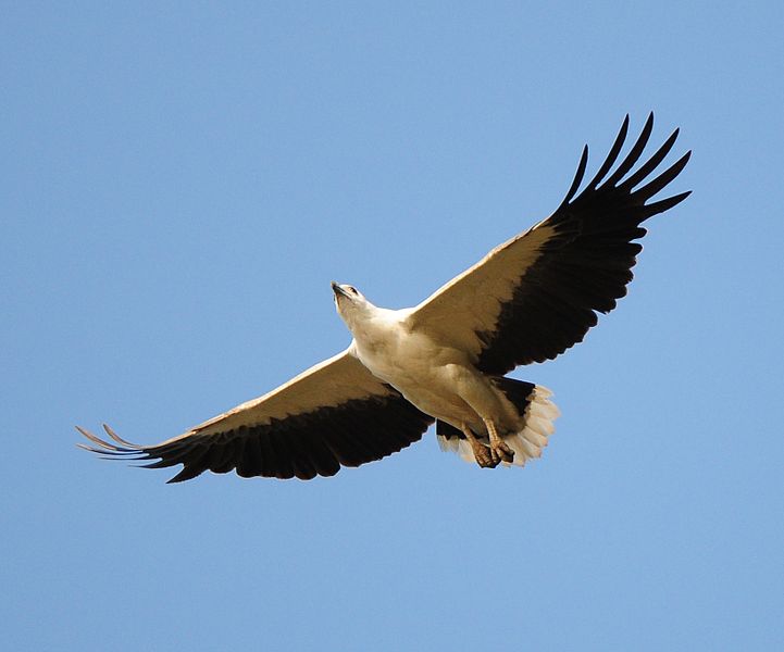 File:Haliaeetus leucogaster -Karwar, Karnataka, India-flying-8-4c.jpg