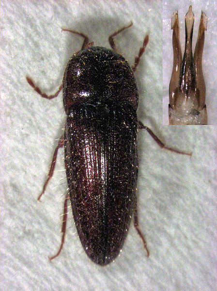 File:Hapatesus electus.jpg