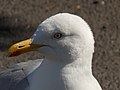 * Nomination Head of European Herring Gull --AGribble11 * Promotion Good quality. --Moroder 08:17, 26 October 2019 (UTC)