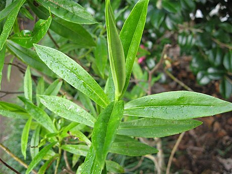 Veronica breviracemosa