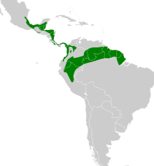 Henicorhina leucosticta map.svg