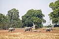 * Nomination Herd of African bush elephants (Loxodonta africana), Upper Lupande GMA, Zambia --Tagooty 00:23, 1 August 2023 (UTC) * Promotion  Support Good quality. --Jakubhal 03:56, 1 August 2023 (UTC)