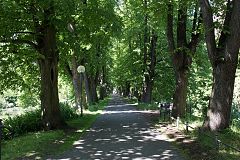 Allee on the Herrenteichswall