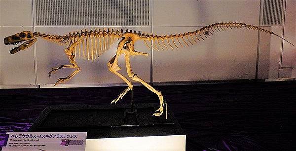 Reconstructed skeleton in Japan