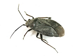 <i>Heterocordylus tibialis</i> Species of true bug