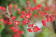 Heuchera sanguinea Ruby Bells 0zz.jpg