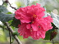 * Nomination Hibiscus rosa-sinensis found in Rajbiraj, Saptari, Nepal --Bijay chaurasia 02:11, 23 August 2015 (UTC) * Decline Lacks sharpness, sorry --Poco a poco 10:23, 23 August 2015 (UTC)