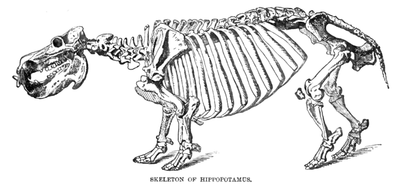 File:HippoSkelLyd2.png