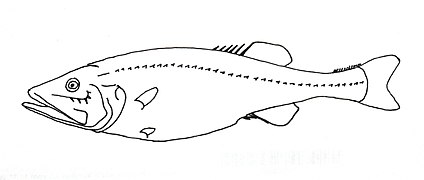 Hispidoberyx ambagiosus (Hispidoberycidae)).