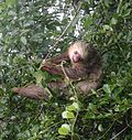 Thumbnail for File:Hoffmann-Sloth.jpg