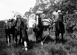 Assessment crews moved camp on horseback. Holmes Plain - circa 1956. Source: Arthur Webb. FCRPA* collection. Holmes plain.jpg