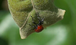 <i>Homoeolabus analis</i> Species of beetle