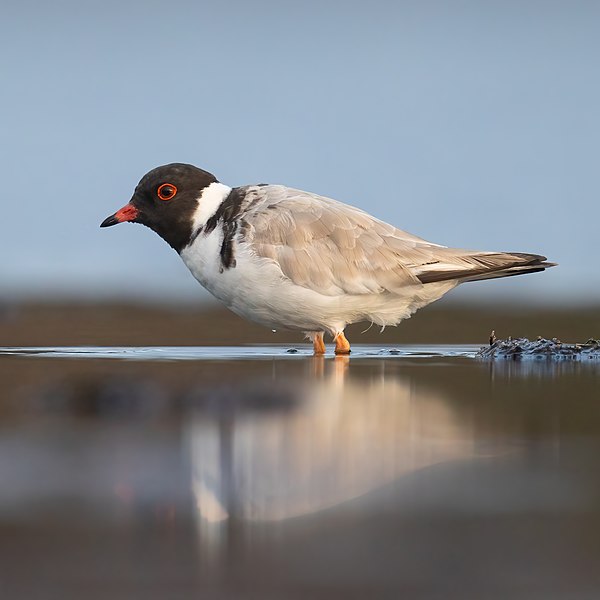 File:Hooded Plover - Bruny Island.jpg