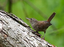 House wren House Wren (7565618954).jpg